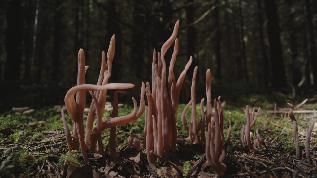 <p>SPRÜTH MAGERS</p>
<p> </p>
<p>Liu Yujia, Mushrooms, 2023 (still), © Liu Yujia, Courtesy the artist</p>
