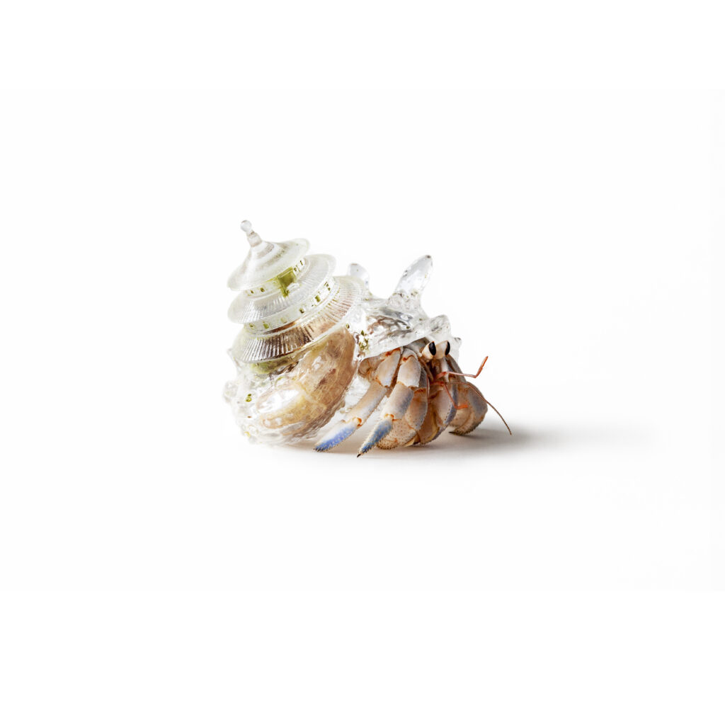 <p>CARLIER | GEBAUER</p>
<p>&nbsp;</p>
<p>group show Animal MIrror</p>
<p class="p1">Aki Inomata<br />
<i>Why Not Hand Over a “Shelter” to Hermit Crabs? -Border,</i> 2009–(ongoing)<br />
living hermit crab, resin, seawater, aquarium tank set (dimensions variable)<br />
HD video, photo<br />
Courtesy of the artist and carlier | gebauer, Berlin/Madrid<br />
Photo © Aki Inomata</p>
